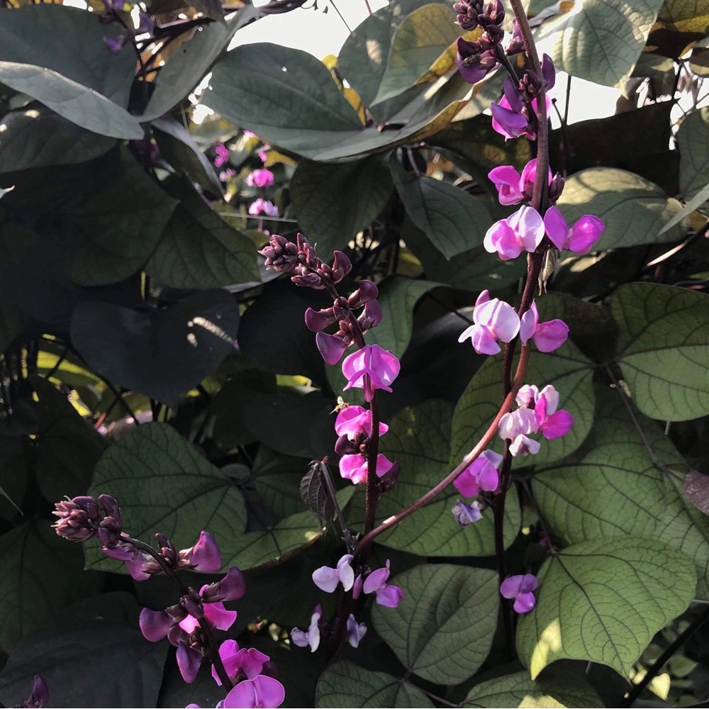 HYACINTH BEAN Vine - 10 seeds - Picture 3 of 5